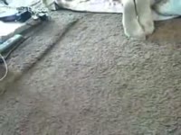 [ Beastiality Porn Film ] Doggy joins a trio